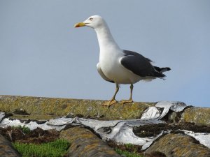 lesser black backed gull