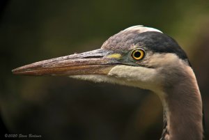 Great Blue Heron