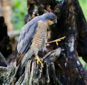 SPARROW HAWK