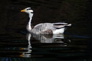 Bar-headed goose Cleethorpes