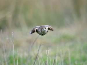 sparrow hawk