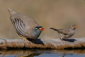 See-see Partridge and Trumpeter Finch