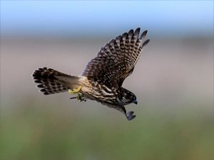 merlin with dragon fly