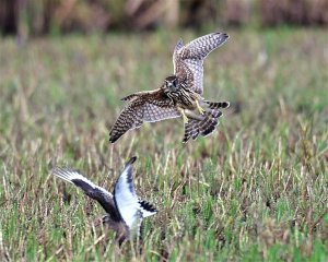 merlin and black taild godwit