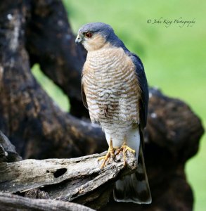 sparrow hawk