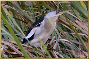 Little Bittern