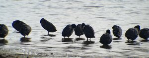 A gaggle of 'Coots' !