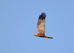 Western Marsh Harrier