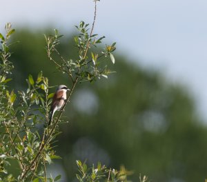 Red Backed Shrike