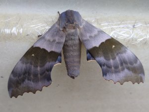 Big Poplar Moth