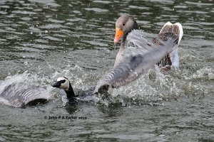 Greylag attacks Barnacle goose and gosling