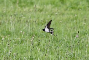 Meadow Flight