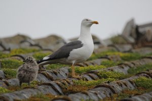 lesser black backed gull