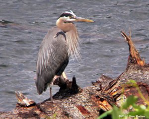 Great Blue Heron