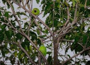 Jerdon's leafbird