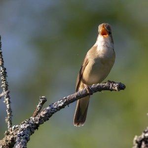 Blyth's reed warbler 3