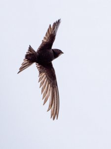 Common Swift