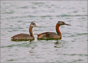 Great Grebe (mom and offspring)
