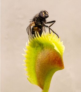 Housefly in Venus flytrap plant