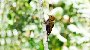 Bamboo Woodpecker