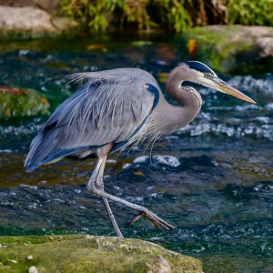 Great Blue Heron