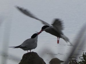 Common tern and juvenile