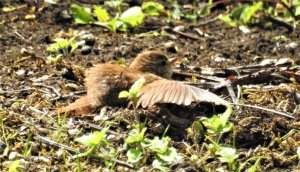 Wren, anting