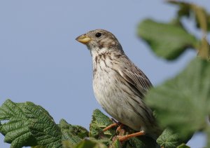 Corn Bunting