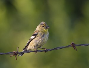 American Goldfinch (F)