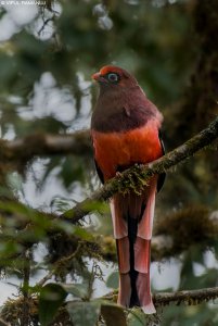 Ward's Trogon | Harpactes wardi | India