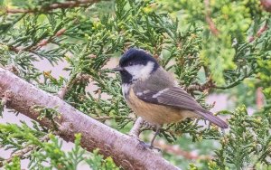 Coal Tit