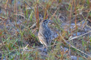 Flappet Lark from Lake Sibayi, KZN South Africa