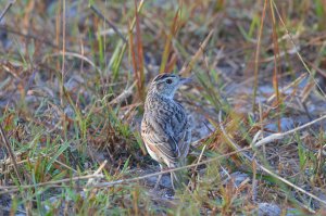 Flappet Lark from Lake Sibayi, KZN South Africa