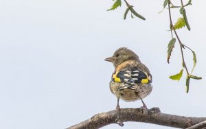 Juvenile European Goldfinch