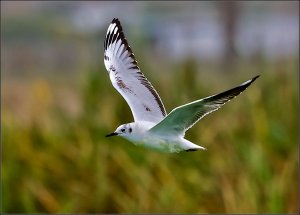 Andean Gull (nonbreeding adult)