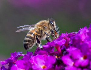 Bee on Buddleia flower