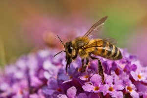 Harvesting Pollen and Nectar