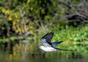 Swallow-tailed Kite