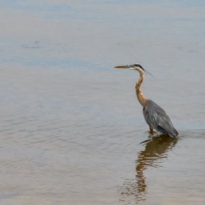 Great Blue Heron