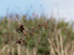Stonechat flying off a twig