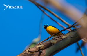 Golden-rumped Euphonia