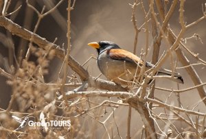 Great Inca-finch