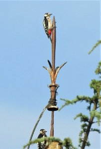 Great-spotted Woodpeckers