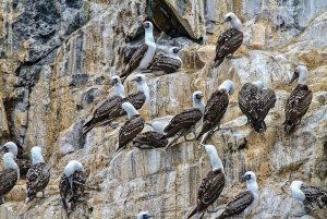 Peruvian Booby