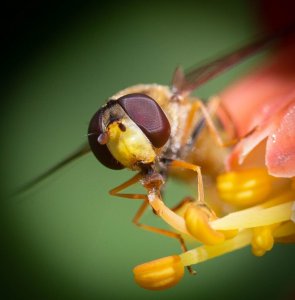 Portrait of Hoverfly