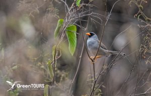 Grey-winged Inca-finch