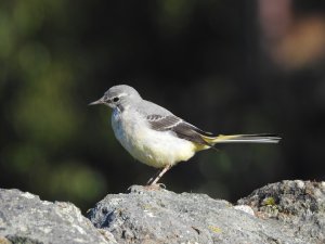 Young Grey wagtail