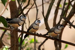 Double-barred Finches