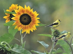 Goldfinch & Sunflower.  Or is is Goldflower & Sunfinch?
