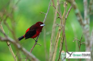Black-bellied (Huallaga) Tanager